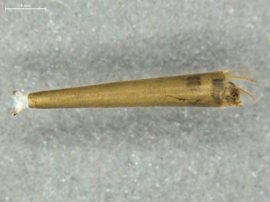 Leptocerus tineiformis